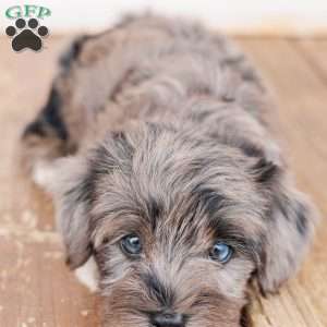 Kendrix, Miniature Poodle Mix Puppy