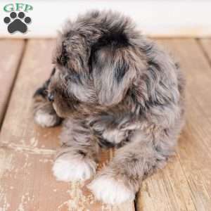 Kendrix, Miniature Poodle Mix Puppy