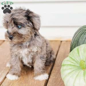 Kendrix, Miniature Poodle Mix Puppy