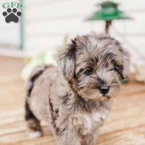 Kendrix, Miniature Poodle Mix Puppy