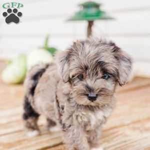 Kendrix, Miniature Poodle Mix Puppy