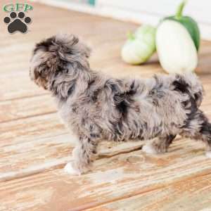 Kendrix, Miniature Poodle Mix Puppy