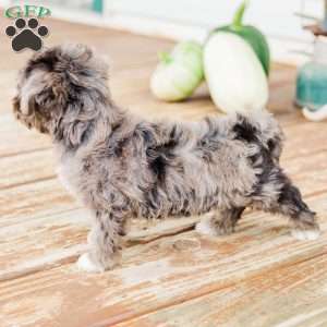 Kendrix, Miniature Poodle Mix Puppy