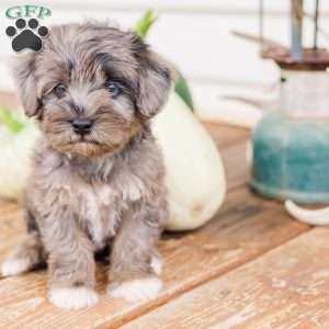 Kendrix, Miniature Poodle Mix Puppy