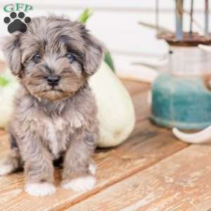 Kendrix, Miniature Poodle Mix Puppy