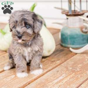 Kendrix, Miniature Poodle Mix Puppy