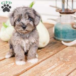 Kendrix, Miniature Poodle Mix Puppy