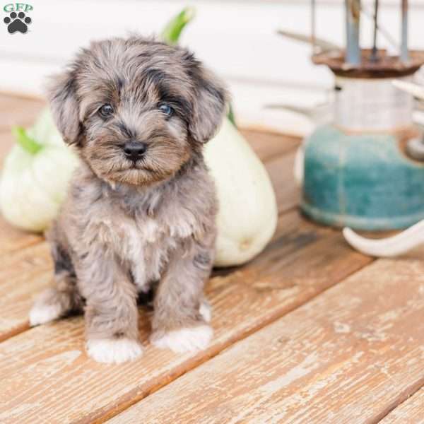 Kendrix, Miniature Poodle Mix Puppy
