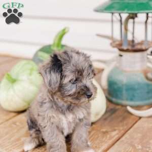 Kendrix, Miniature Poodle Mix Puppy