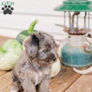 Kendrix, Miniature Poodle Mix Puppy