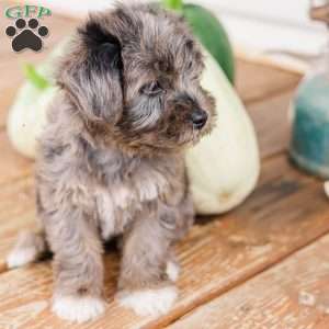 Kendrix, Miniature Poodle Mix Puppy
