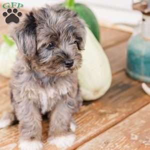 Kendrix, Miniature Poodle Mix Puppy
