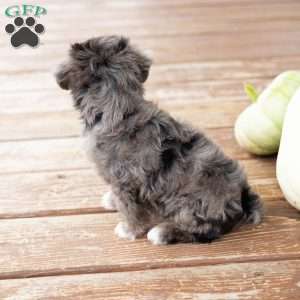 Kendrix, Miniature Poodle Mix Puppy