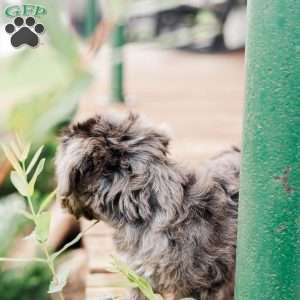Kendrix, Miniature Poodle Mix Puppy
