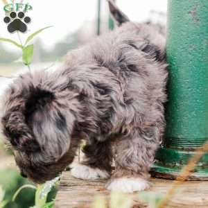 Kendrix, Miniature Poodle Mix Puppy
