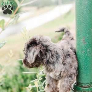 Kendrix, Miniature Poodle Mix Puppy