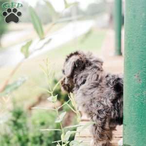 Kendrix, Miniature Poodle Mix Puppy