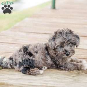 Kendrix, Miniature Poodle Mix Puppy