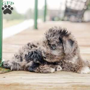 Kendrix, Miniature Poodle Mix Puppy