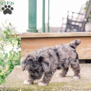 Kendrix, Miniature Poodle Mix Puppy