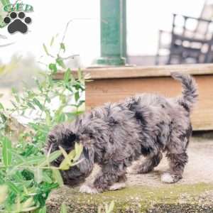 Kendrix, Miniature Poodle Mix Puppy