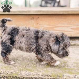 Kendrix, Miniature Poodle Mix Puppy