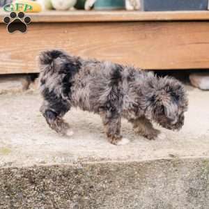 Kendrix, Miniature Poodle Mix Puppy