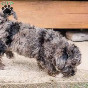 Kendrix, Miniature Poodle Mix Puppy