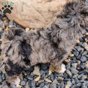 Kendrix, Miniature Poodle Mix Puppy