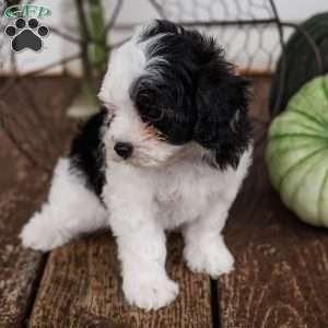 Kallie, Miniature Poodle Mix Puppy