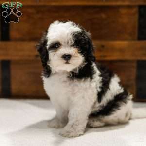 Kallie, Miniature Poodle Mix Puppy