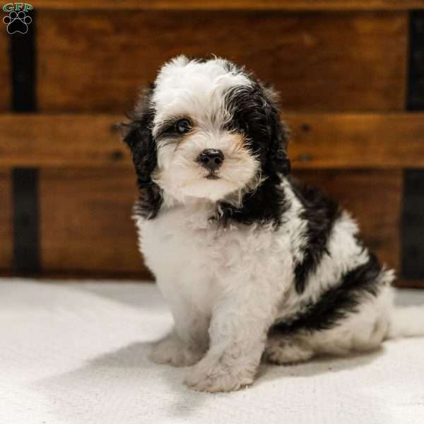 Kallie, Miniature Poodle Mix Puppy