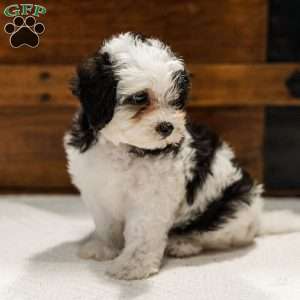 Kallie, Miniature Poodle Mix Puppy