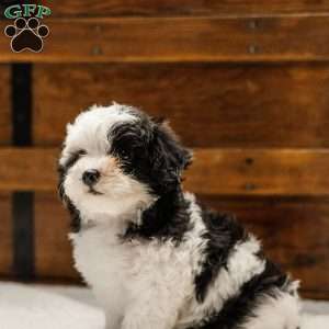 Kallie, Miniature Poodle Mix Puppy