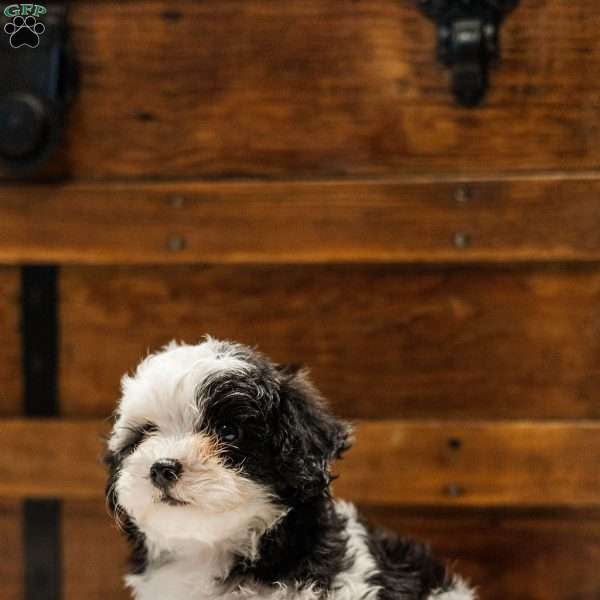 Kallie, Miniature Poodle Mix Puppy