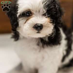 Kallie, Miniature Poodle Mix Puppy