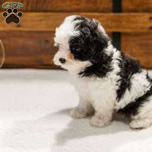 Kallie, Miniature Poodle Mix Puppy