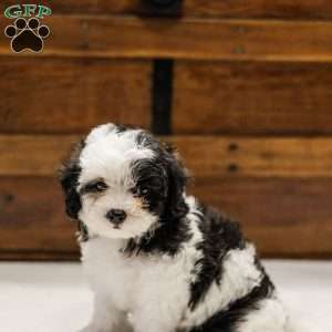 Kallie, Miniature Poodle Mix Puppy