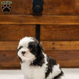 Kallie, Miniature Poodle Mix Puppy