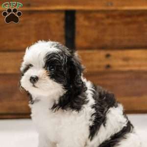 Kallie, Miniature Poodle Mix Puppy