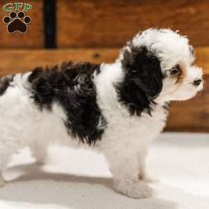 Kallie, Miniature Poodle Mix Puppy