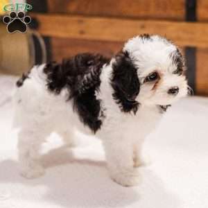 Kallie, Miniature Poodle Mix Puppy