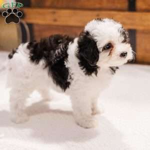 Kallie, Miniature Poodle Mix Puppy