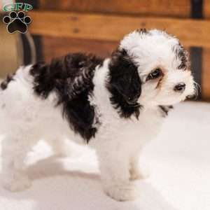 Kallie, Miniature Poodle Mix Puppy