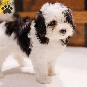 Kallie, Miniature Poodle Mix Puppy