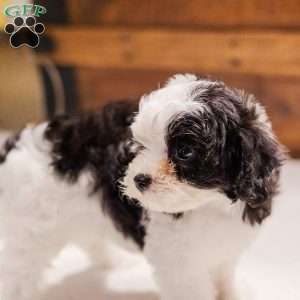 Kallie, Miniature Poodle Mix Puppy