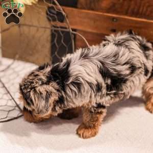 Kylie, Miniature Poodle Mix Puppy