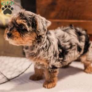 Kylie, Miniature Poodle Mix Puppy