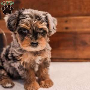 Kylie, Miniature Poodle Mix Puppy