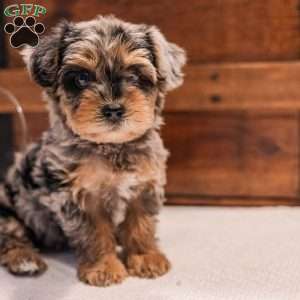 Kylie, Miniature Poodle Mix Puppy